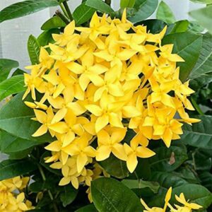 Earth and Plants Nursery Yellow Ixora/Ixora coccinea Healthy Live Flower Plant