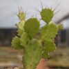 Buy Opuntia Monacantha Cactus: The Resilient and Ornamental Live Cactus Plant