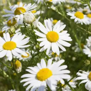 Buy Chamomile Plant Online- Flower Seeds for Balcony Gardening, 100 seeds