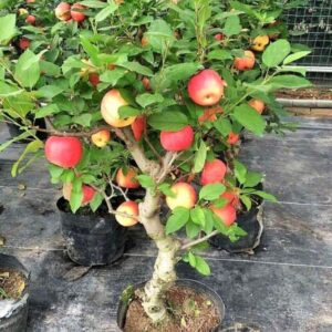 Buy Apple Seeds For Growing - Pack of 30 seeds