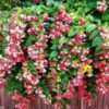 Buy Madhumalti Plant/Rangoon Creeper Red White Flower Plant With Pot