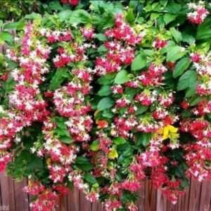 Buy Madhumalti Plant/Rangoon Creeper Red White Flower Plant With Pot