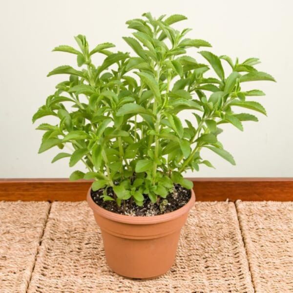 Buy Stevia Plant | Sugar-Free Herbal Plant | Sweet Leaves for Home with Pot