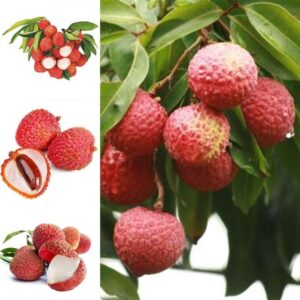 Buy Sweet Lychee Seeds Litchi Fruit Seeds Juicy Delicious Nutritious Rare Exotic Seeds Seeds Kitchen Garden Seeds Pack