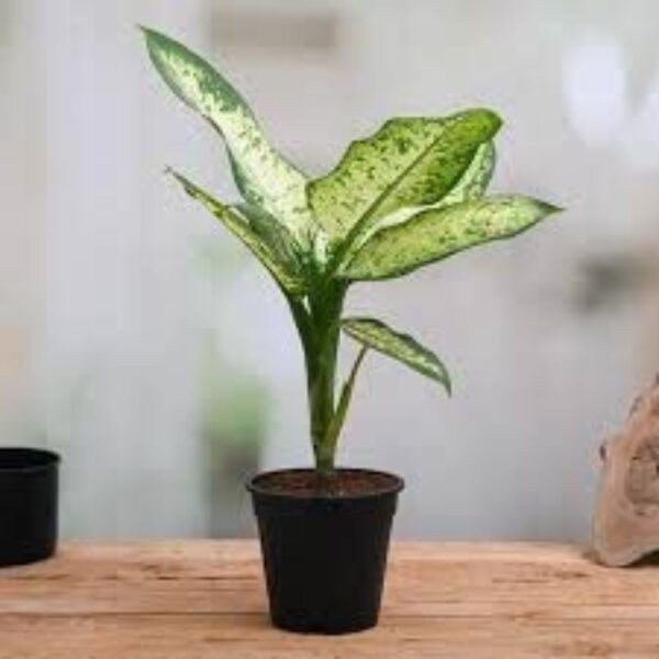 Buy Dieffenbachia Amoena Tropic Snow – Elegant Indoor Plant by Binny Botanics