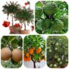 Buy Mega Combo Tree Seeds & Fruit Seeds for All Climate