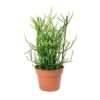 Buy Pencil Cactus (Euphorbia tirucalli): A Striking and Low-Maintenance Plant