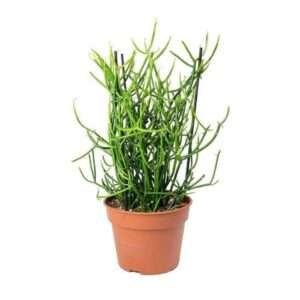 Buy Pencil Cactus (Euphorbia tirucalli): A Striking and Low-Maintenance Plant