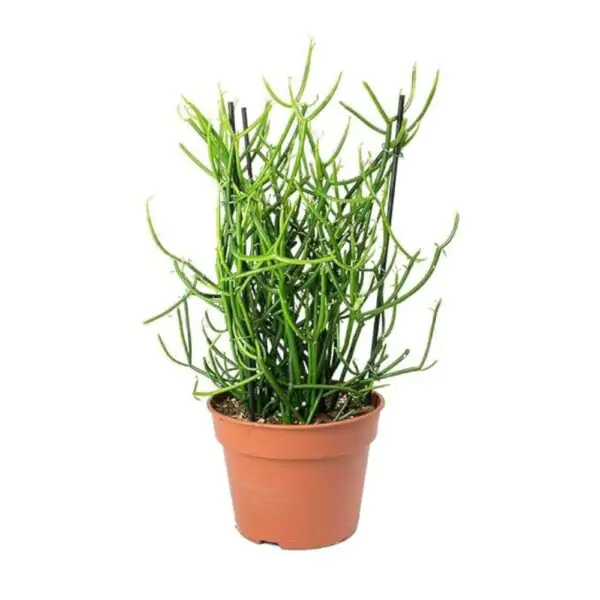 Buy Pencil Cactus (Euphorbia tirucalli): A Striking and Low-Maintenance Plant