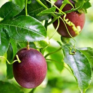 Buy Purple Passion Fruit Seeds for Growing