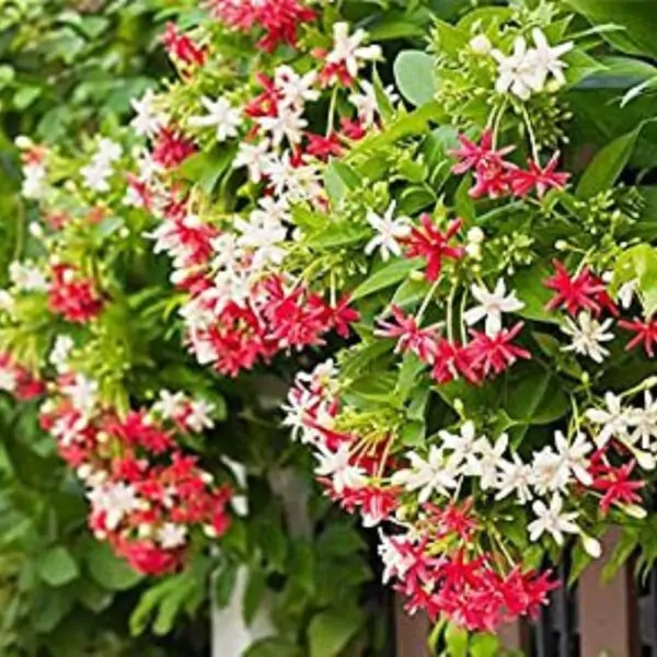 Buy Madhumalti Plant creeper plants/Rangoon Creeper Red White Flower Plant With Pot - Image 3