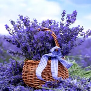 Order English Lavender Plant – Most Beautiful Plant, Pack of 1 with Pot Included!