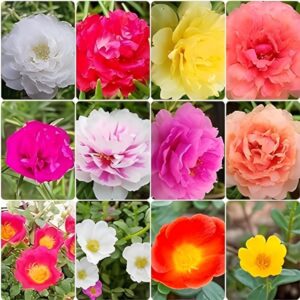 Buy Moss Rose Plant Online at Binny Botanics