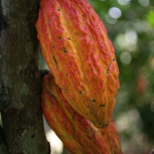 Buy Hybrid Cocoa Fruit Seeds