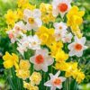 Buy Nargis Flower Bulbs Pack of 5 Bulbs