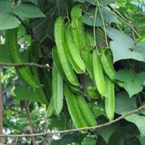 Winged Bean Seeds