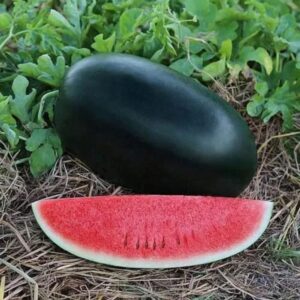 Buy Watermelon Seeds Hybrid For Planting, Farming, Gardening