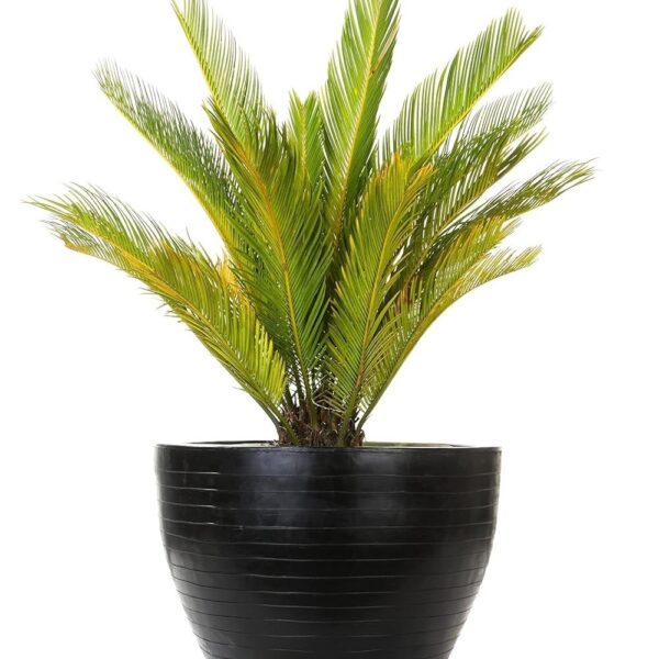 Buy Small Black Planter Tough and Stylish Planters!