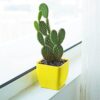 Bunny Ear Cactus (Opuntia microdasys): A Charming and Rare Indoor Plant