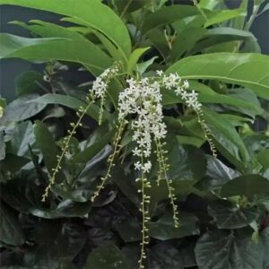 Buy Parijatham Plant/Fiddlewood (Citharexylum Spinosum) Flowering/Ornamental Live Plant (Home & Garden)