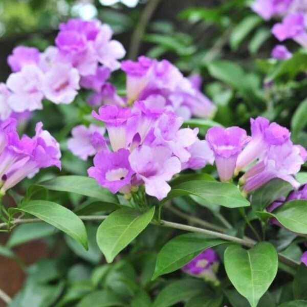 Buy Garlic Vine flower Live Plant | Garlic Creeper Flower plant | Dwarf Varify | Air Layering Plant | By AGH