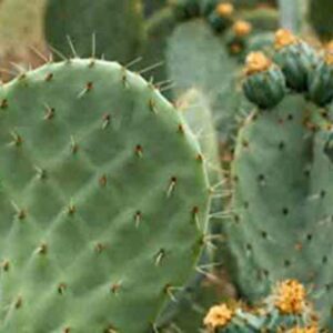 Buy Opuntia Monacantha: The Versatile and Medicinal Cactus Plant