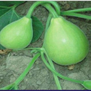 Bottle Gourd Seeds