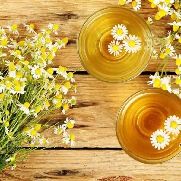 Buy Chamomile Plant Online- Flower Seeds for Balcony Gardening, 100 seeds - Image 4