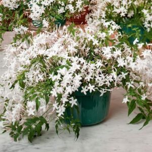 Charming Gronhus Live chameli flower | Rare Juhi Plant, Jasminum Auriculatum | live Plant With Black Plastic Pot