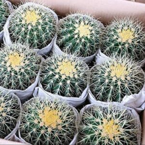 Ball Cactus: A Perfect Indoor Plant for Home and Garden