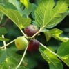 Buy Anjeer Plant Online, Fig Plants - Nursery Online