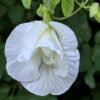 Buy White Aparajita Plant - Flowering/Butterfly Pea Flower Plant - 1 Live Plant