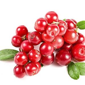 Buy Cranberry Fruit Seeds