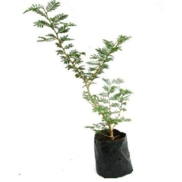 Buy Shami Plant for Home | sami ka plant