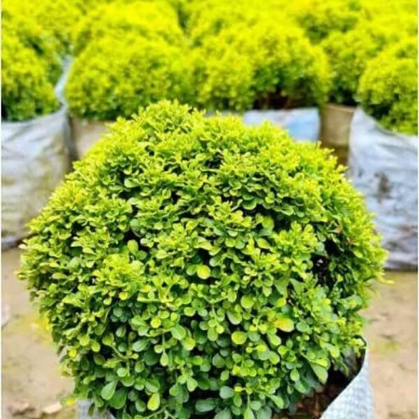 Table kamini Plant Occidentalis -1 Healthy Live Super Exotic Ornamental Shrub Plant Indoor/Outdoor -1-1.5 Ft Height in Nursery Grow Bag for Home Garden