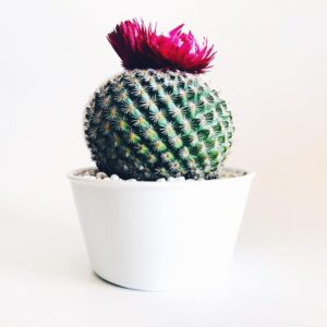 Moon Cactus: Vibrant and Health-Boosting Indoor Beauty