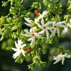 Buy Live Harshringar Plant | Harsingar Plant Online/Parijat/Parijatak Flower Medicinal Plant with Plastic Pot