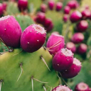 Buy Opuntia Monacantha (Nagphani/Nagfani Cactus): A Medicinal and Air-Purifying Marvel | live cactus plants