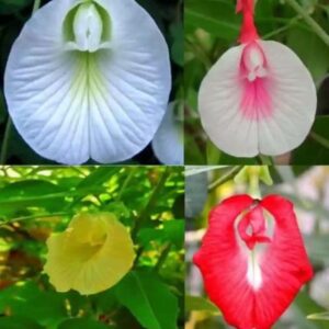 Aparajita Seeds Mixed Color Pack Blue, Pink, White Double & Single Petals Aprajita Shankhpushpi Hybrid Butterfly Pea Seeds Medicinal Flower Plant Creeper Seeds For Home Gardening (Pack Of 30)