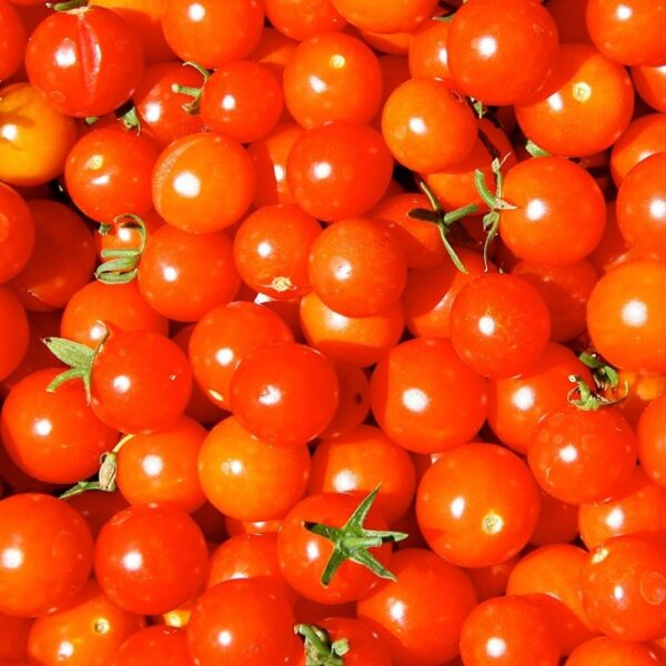 Tomato Cherry Red & Cherry Tomato Seeds Varieties Vegetable Seeds Tested And Terrace Gardening