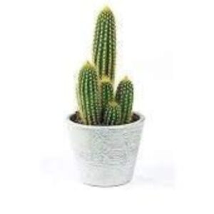 Echinopsis Cactus: A Stunning and Resilient Addition to Your Collection