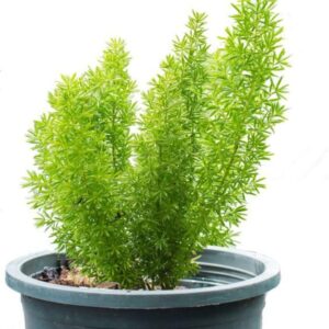 Buy Shatavari Plant (Asparagus Racemosus) | Herbal Live Plant | Medicinal Plant with Black Pot