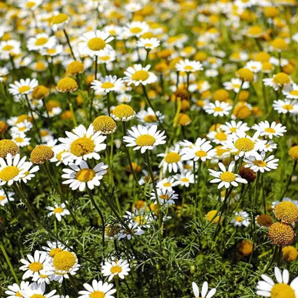 Buy Chamomile Plant Online- Flower Seeds for Balcony Gardening, 100 seeds - Image 3