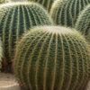 Buy Rare Barrel Cactus Plant - live cactus plants