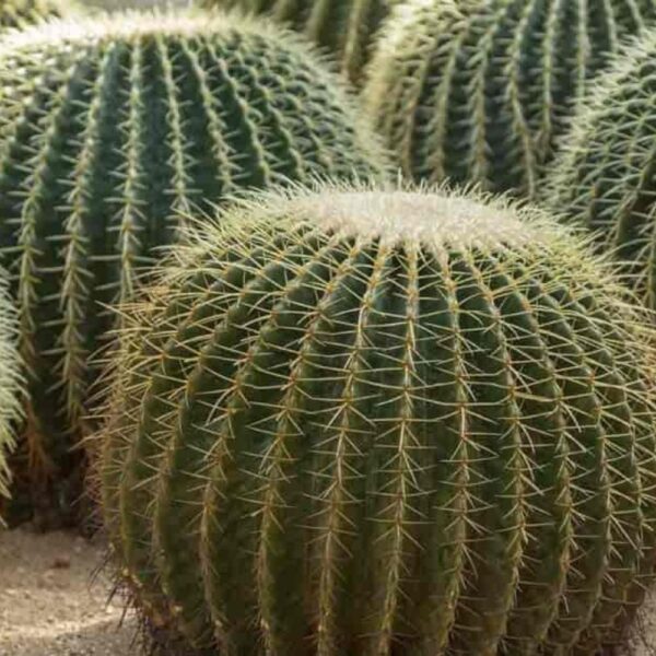 Buy Rare Barrel Cactus Plant - live cactus plants