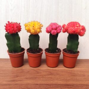 Buy Grafted Moon Cactus - Live Plant (Pink) - Small Indoor, Low Maintenance