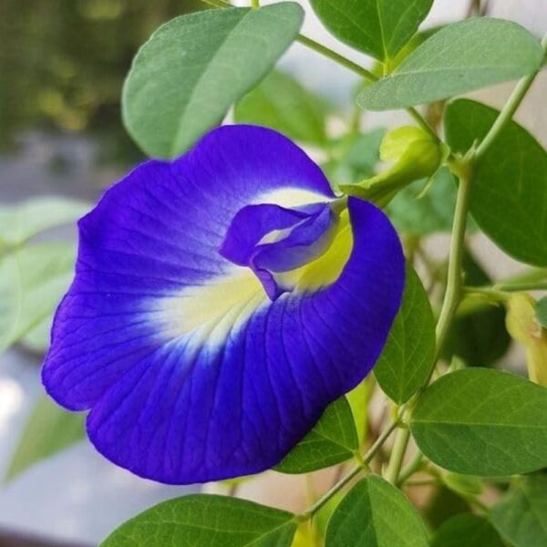 Buy Live Shankhpushpi Flower Plant, Aparajitha/Sangu Poo/Clitoria Ternatea Live Blue Flower Plant