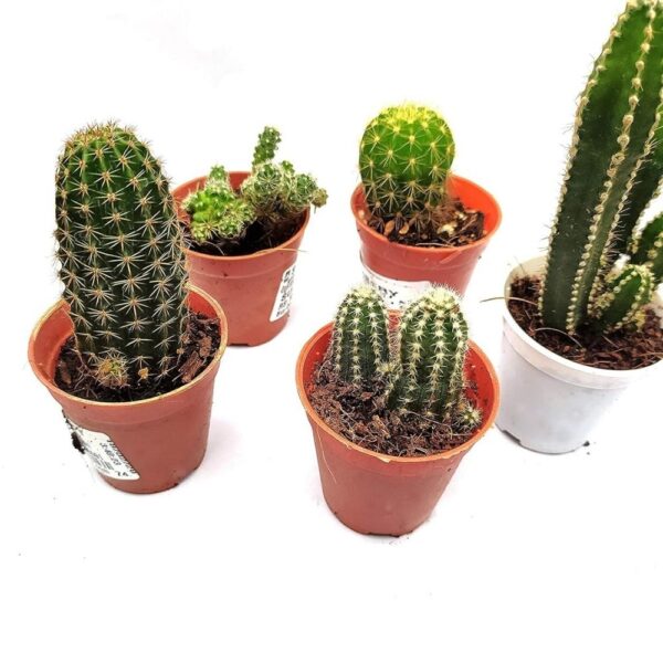 Buy Live Small Cactus Plants - Set of 5 | live cactus plants