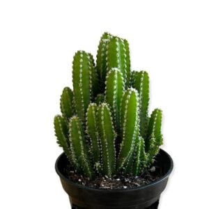 Buy Tower Cactus | Fairy Castle Cactus | Parodia leninghausii