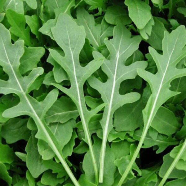 Buy Organic Jarjeer Seeds - Open Pollinated Heirloom Rocket Arugula (Eruca Sativa) - Non-GMO, Container-Friendly, Exotic Leaves for Your Kitchen Garden